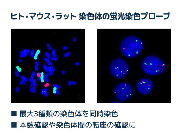 染色体用FISHプローブ の製品画像