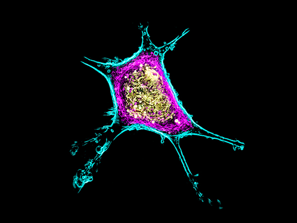 細胞観察用ホログラフィック顕微鏡　3D Cell Explorer 画像9