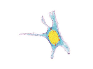 細胞観察用ホログラフィック顕微鏡　3D Cell Explorer 画像5