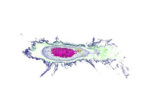 細胞観察用ホログラフィック顕微鏡　3D Cell Explorer 画像6