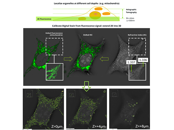 細胞観察用ホログラフィック・蛍光顕微鏡 3D Cell Explorer-fluo 画像3