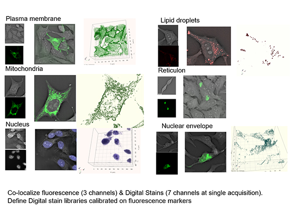 細胞観察用ホログラフィック・蛍光顕微鏡 3D Cell Explorer-fluo 画像4