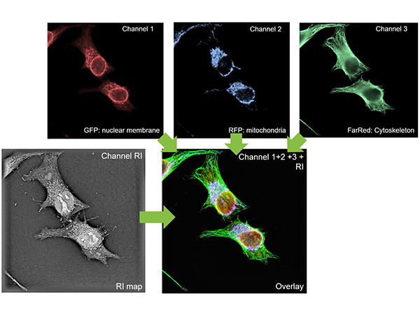 細胞観察用ホログラフィック・蛍光顕微鏡 3D Cell Explorer-fluo 画像5