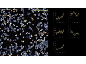 3D Cell Explorerシリーズ専用ソフトウェア「LIVE T CELL ASSAY」 画像2