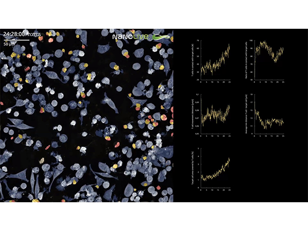 3D Cell Explorerシリーズ専用ソフトウェア「LIVE T CELL ASSAY」 画像2