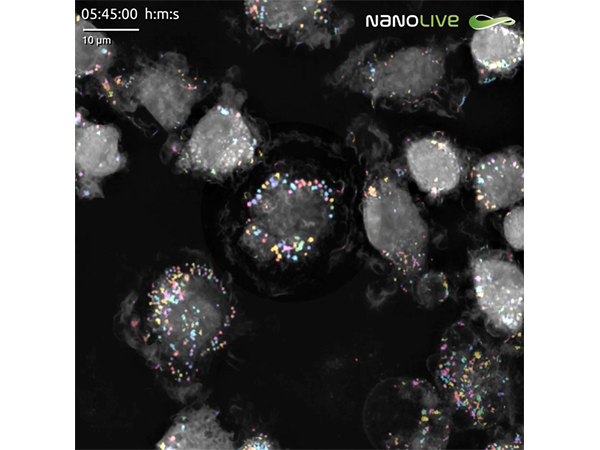 3D Cell Explorerシリーズ専用ソフトウェア「SMART LIPID DROPLET ASSAY」 画像2