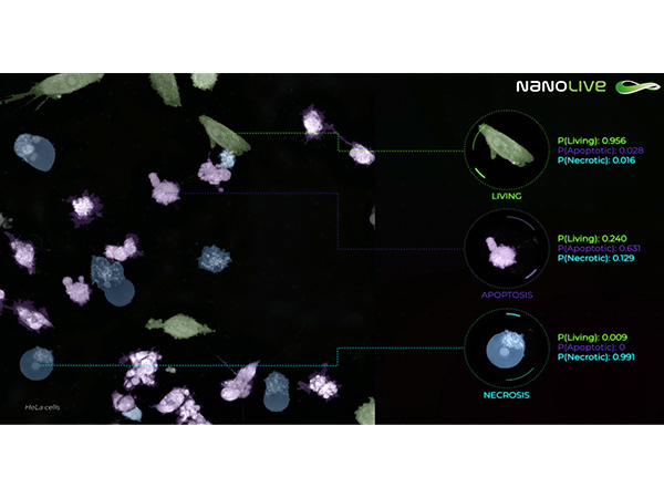3D Cell Explorerシリーズ専用ソフトウェア「LIVE Cytotoxicity Assay」 画像2