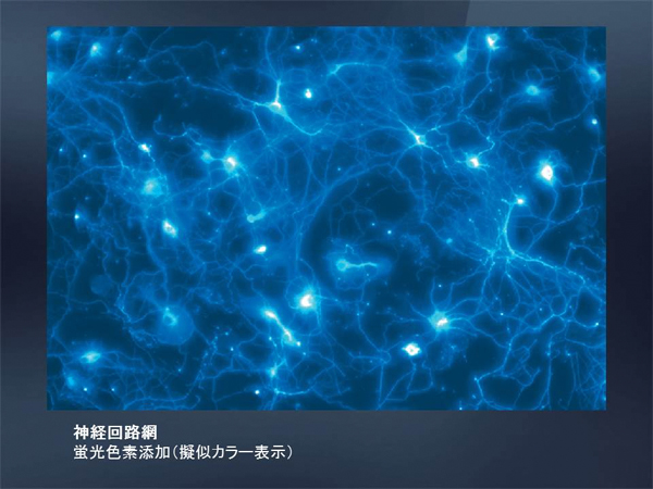 高解像度･高速･低ノイズ16bit sCMOSカメラ　pco.edge 画像7