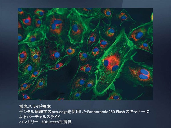 高解像度･高速･低ノイズ16bit sCMOSカメラ　pco.edge 画像8