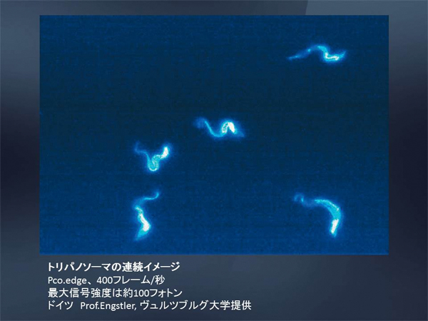高解像度･高速･低ノイズ16bit sCMOSカメラ　pco.edge 画像9